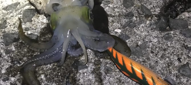 エギングでアオリイカin淡路