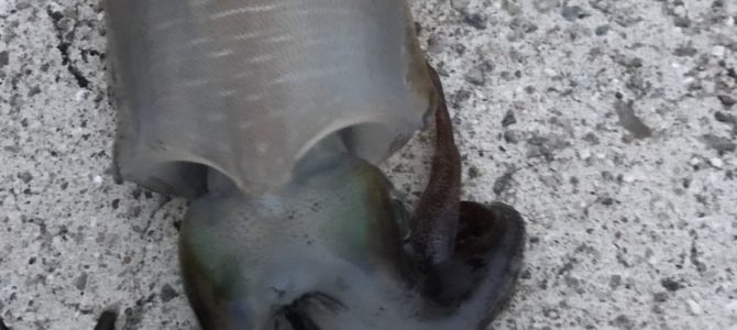 エギングでアオリイカ