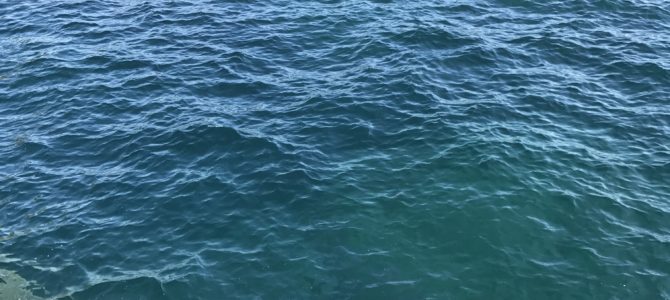 中紀で夏イカエギング