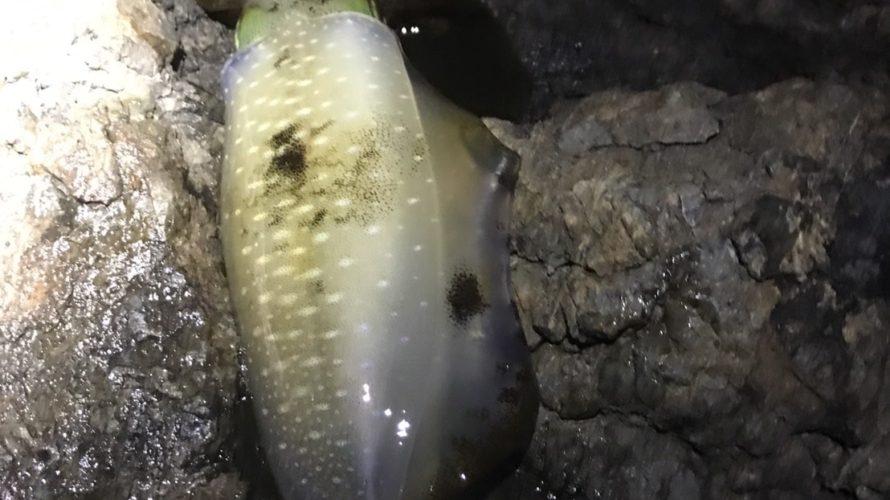 目津崎でエギングアオリイカ