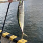 大阪湾でアジング、おいしいお魚釣り（９月）