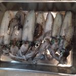 和歌山中紀デイエギング、秋イカ数釣りアオリイカの釣果報告（１１月）