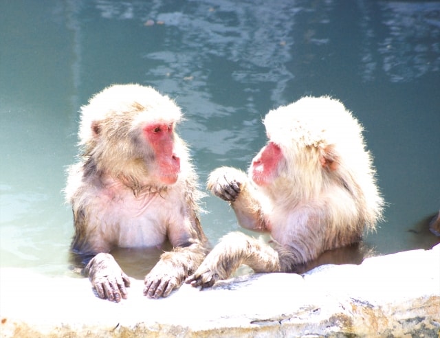 お猿さんの露天風呂