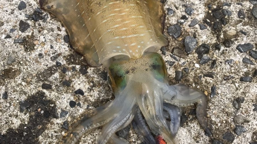 Squid fishing diary,2018 autumn squid season may start in Wakayama Japan