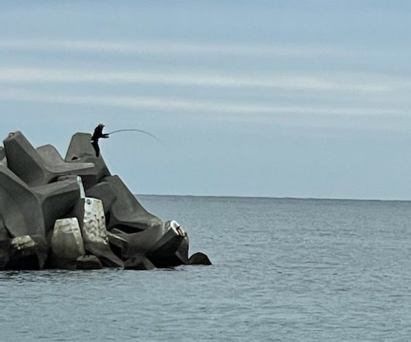 【エギング釣行記】和歌山南紀に春イカを求めてランガン（青物も）。とアオリイカ釣れてる場所と藻の調査（３月）