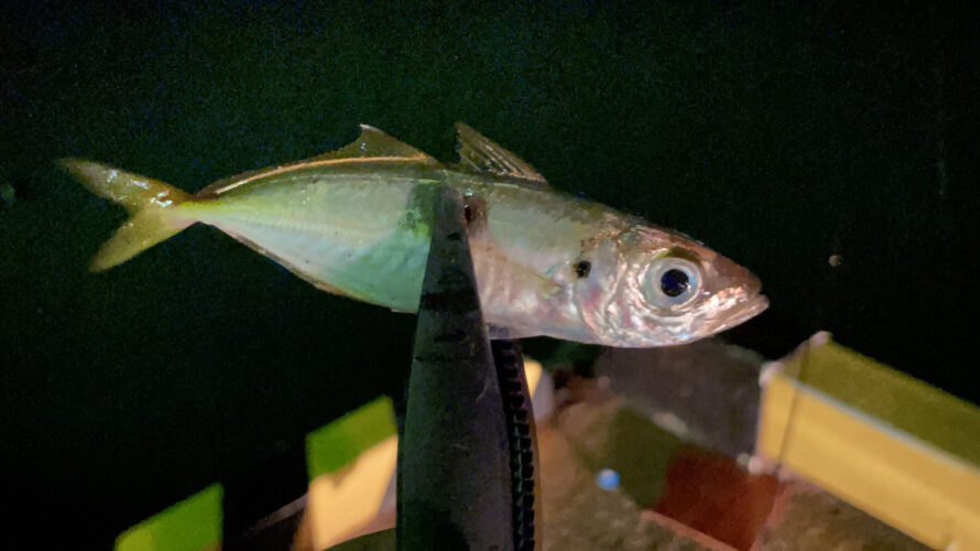 チヌトップゲームとフルカラーナイトビジョンカメラの夜釣り撮影実験の釣行記【和歌山９月】